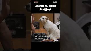 석삼: 눈나 나도 캐나다 가치가자🐾🐶 | #캐나다체크인