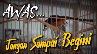 awasss... jangan sampai begini MURAI BATU LOMBA