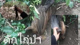 รวมคลิปนั่งจอบไก่ป่ากับไปดูกับดักแลน ไก่ป่าหมานๆ