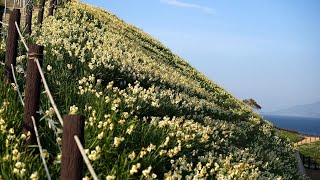 長崎のもざき恐竜パーク内 水仙の里