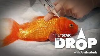 The Drop [Dec. 15]: laser surgery for a fish, Yahoo! stays sloppy and a gymnastics investigation