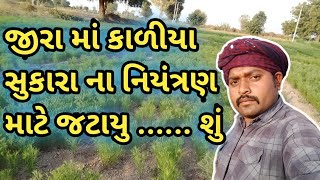 Jira ma kalio sukaro | જીરામાં કાળીયા સુકારાનું નિયંત્રણ | જટાયુ દવા નો ઉપયોગ