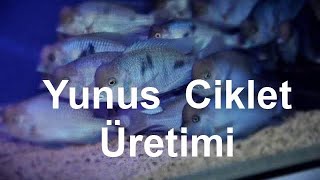 Yunus Ciklet Üretimi ve Yavru Bakımı