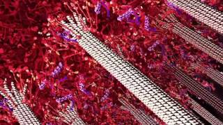 Kinetochore and Mitosis (2014) Drew Berry wehi.tv
