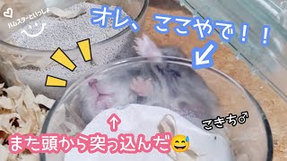 【わざとちゃうねん！】デートから帰りたくないオスハムスターと優柔不断な飼い主