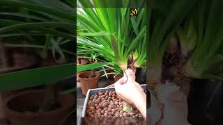 Dracena can also be propagated by cuttings #garden  #viral #YouTube shorts #shor