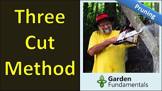 Three Cut Method 🔪👙✂️ How to Prune a Tree Correctly