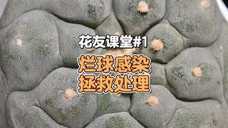 花友课堂#1：球球烂球感染，拯救处理分享