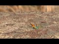 collared lizard