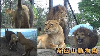 【茶臼山動物園】新居でじゃれあうライオンのカップル (chausuyama zoo)