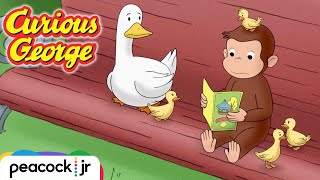 George Helps a Family of Ducks! | CURIOUS GEORGE