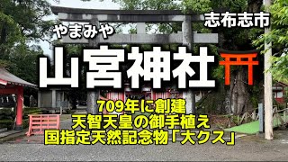 鹿児島名所17  志布志　山宮神社⛩ 709年に創建✨天智天皇の御手植えの国指定天然記念物「大クス」✨