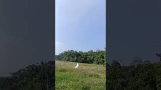 Paddy field #birds #paddy #coorg #kodagu #madikeri