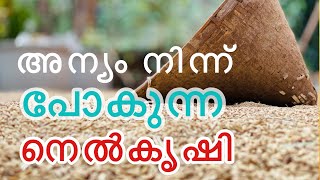 നെൽകൃഷി | Paddy cultivation |Nelkrishi in malayalam