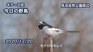 ギター日記　今日の野鳥　・　見沼自然公園周辺　2020年12月20日