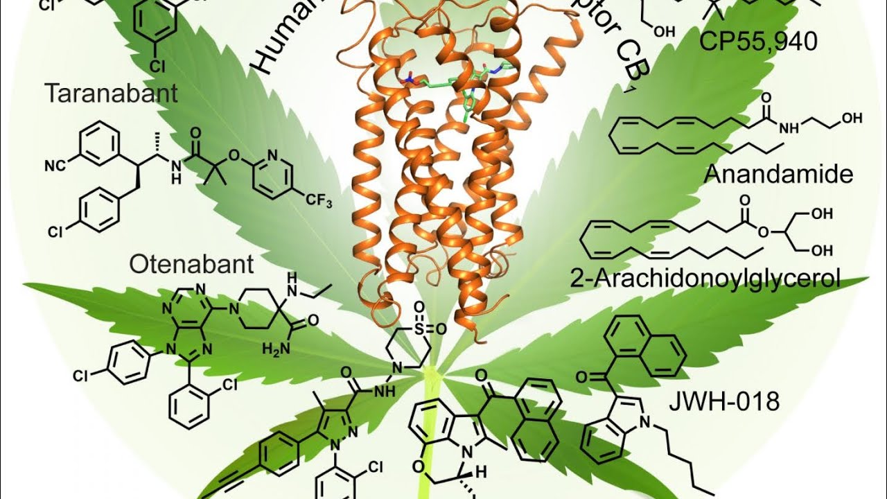 Science Behind Marijuana - YouTube