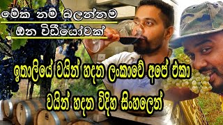 How to make best Italian wine 🇮🇹🍷 italian wine වයින් හදන විදිහ සිංහලෙන්ම #Collefasani Mondragone