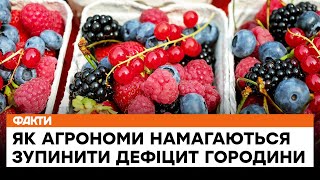 🍓 Масовий ГОЛОД в Україні? Як агрономи намагаються зупинити ДЕФІЦИТ городини