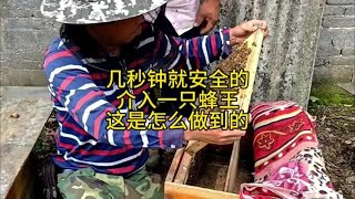 几秒钟就可以成功介王，你们需要多久？#中蜂养殖