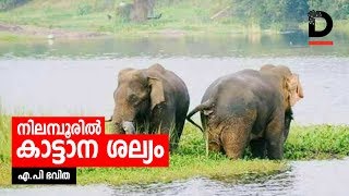 നിലമ്പൂരില്‍ കാട്ടാന ശല്യം