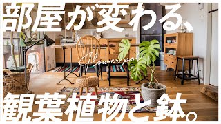 【植物で部屋が変わります】本当は教えたくないオシャレな観葉植物のお店「TRANSHIP」