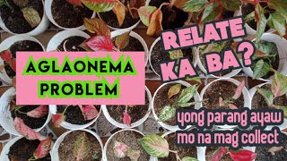 Aglaonema collection problem.  relate ka ba? yong tepong parang ayaw mo na mag collect