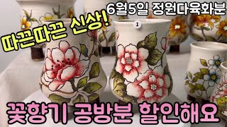 2024년 6월 5일 신상꽃향기공방분 할인가로 찜해보세요#정원다육화분#꽃향기분 #수제공방분 #다육화분 #다육화분싸게파는곳 #화분예쁜집