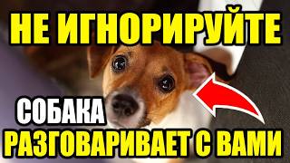 НИКОГДА НЕ ИГНОРИРУЙТЕ ЭТИ ЗНАКИ! 10 видов поведения, которые собаки демонстрируют при общении