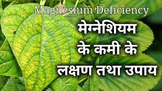 मेग्नीशियम के कमी के लक्षण तथा उपाय। magnesium deficiency in plants.