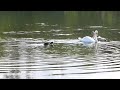 coot swan spat