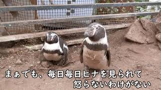 【ぺンギン】 新しい家族の誕生！（伊勢シーパラダイス／水族館）