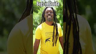 Florida Bugs The Ultimate Survival Guide