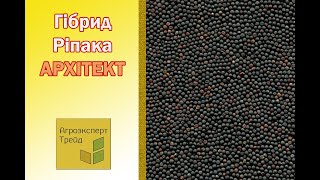 Озимий ріпак Архітект 🌾, опис гібрида 🌾 - насіння в Україні