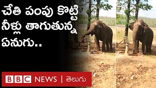 Viral Video: చేతిపంపును కొట్టి నీళ్లు తాగుతున్న ఏనుగు | BBC Telugu