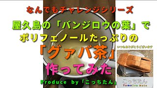 屋久島の「バンジロウの葉」でグァバ茶作ってみました　2021.10.26