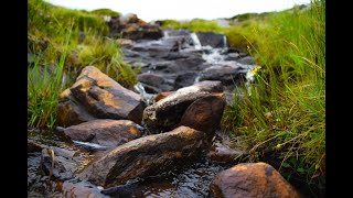 Bruit De La Forêt, Ruisseau et les Oiseaux-Musique Relaxante/Sound Of The Forest, Stream and Birds