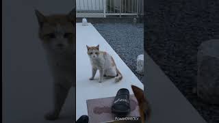 ある日の夕方に、なにが？#shorts #子猫