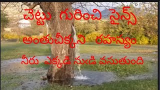 చెట్టు గురించి  సైన్స్ కూడా అంతు చీక్కని రహస్యం