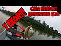 CARA PEMBUATAN TUNTANG IKAN / MENUNTANG IKAN TRADITIONAL / TRADITIONAL FISHING