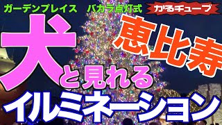 犬と行ける　ペットOK  イルミネーション　恵比寿ガーデンプレイスバカラ点灯式2019年11月２日