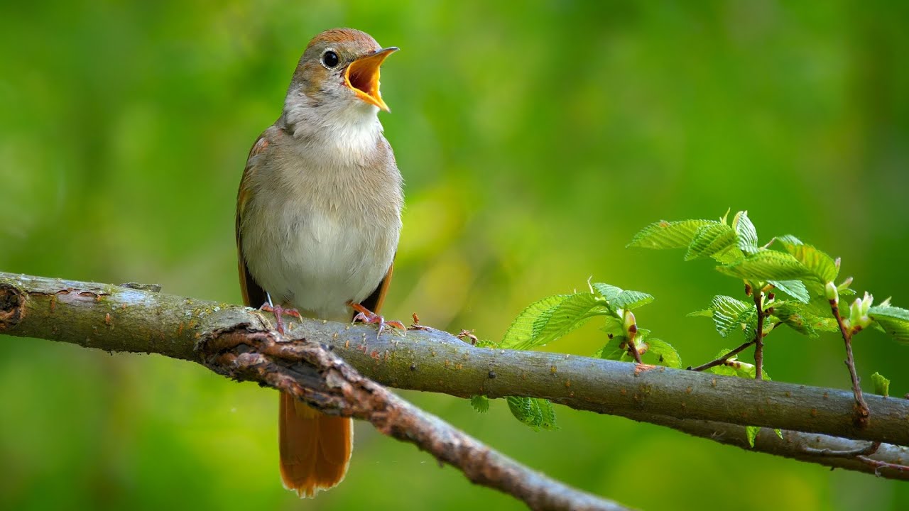 Nightingale Singing | The Best Bird Song In The World | Luscinia ...