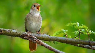 Download Lagu Nightingale singing The best bird song in the worl... MP3 Gratis