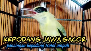 KEPODANG GACOR || PODANG KUNING GACOR terapi kepodang macet bunyi