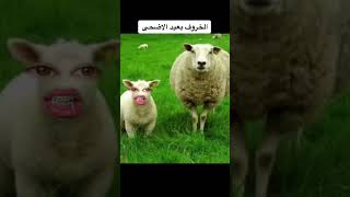 خروف | خروف العيد | حوار بين الخاروف وامة