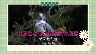 榛原こどもの森公園のヤマセミ他