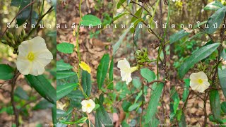 จิงจ้อนวล,จิงจ้อเหลือง ไม้เถาขนาดเล็กออกดอกในป่าฤดูหนาวThe vine blooms in the wild in winter.