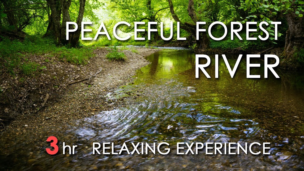 Nature Sounds Of A Forest For Relaxingnatural Soothing Nature Sounds Of