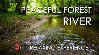 Relaxing River Sounds - Peaceful Forest River - 3 Hours Long - HD 1080p - Nature