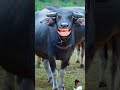 घास ले आओ रे shortvideos​ cow​ funny​ cowcows​ comedyshorts​ cowcow​घास ले आओ रे s