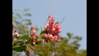 How To Grow A Bride Tear Flower (Antigonon Leptopus) For Ornamental Plants At Home